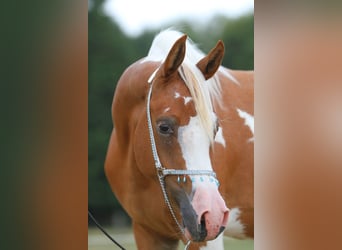 Arabian Partbred, Mare, 8 years, 15.1 hh, Tobiano-all-colors, in Olfen,