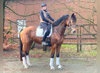 Hanoverian, Mare, 4 years, 16.2 hh, Brown, in Hepstedt,