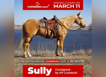 Quarter horse américain, Hongre, 8 Ans, 157 cm, Palomino, in Sioux Falls, SD,
