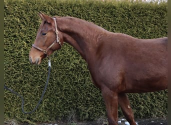 Koń oldenburski, Klacz, 3 lat, 162 cm, in Wendehausen,