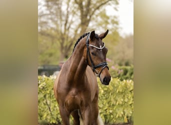Caballo castrado 3 años