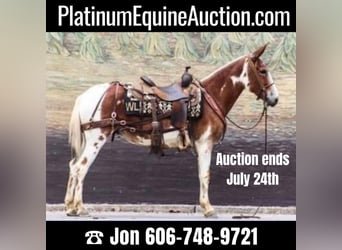 American Quarter Horse, Gelding, 13 years, 14.1 hh, Chestnut, in Brooksville KY,