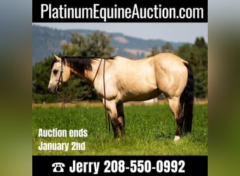 Quarter horse américain, Hongre, 7 Ans, 145 cm, Buckskin, in Wickenburg AZ,