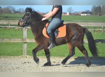 IJslander, Merrie, 12 Jaar, 130 cm, Bruin, in Breda