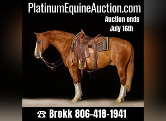 Quarter horse américain, Hongre, 16 Ans, Alezan brûlé, in Amarillo TX,