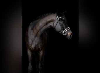 Gelding 4 years