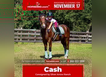 American Quarter Horse, Wallach, 10 Jahre, 152 cm, Rotbrauner, in Ocala