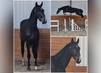 KWPN, Wallach, 3 Jahre, in Den Ham,