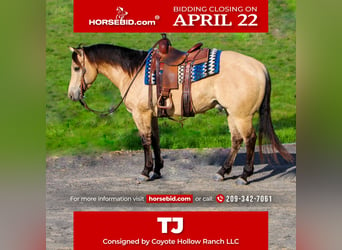 American Quarter Horse, Gelding, 6 years, 15.1 hh, Buckskin, in Waterford, CA,