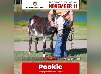 Ezel, Merrie, 3 Jaar, 86 cm, Gevlekt-paard, in Forney