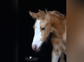Duitse rijpony, Merrie, Veulen (05/2025), Palomino, in Merzen