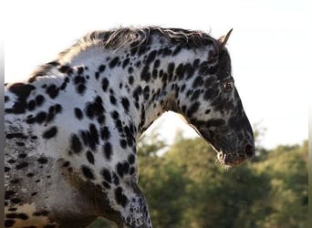 Stallion 17 years