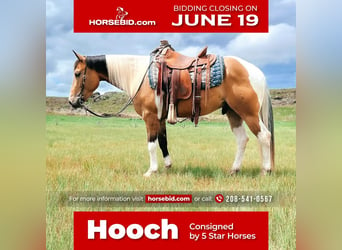 Paint Horse, Wallach, 5 Jahre, Buckskin, in Rexburg, ID,
