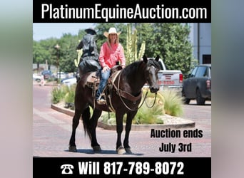 Draft Horse, Gelding, 6 years, 16.1 hh, Black, in Joshua TX,