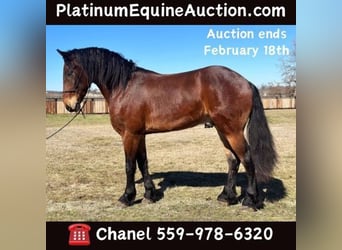 Fries paard, Ruin, 5 Jaar, 160 cm, Roodbruin, in Jacksboro, TX,