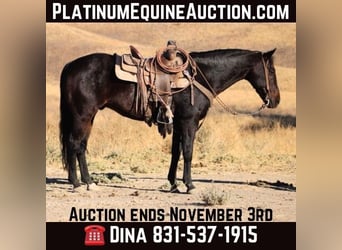 American Quarter Horse, Wallach, 11 Jahre, 150 cm, Rotbrauner, in Paicines CA,