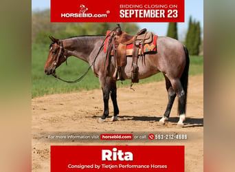 American Quarter Horse, Merrie, 5 Jaar, 145 cm, Roan-Bay, in Bellevue, IA,