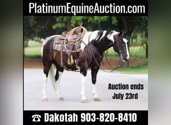 Quarter horse américain, Hongre, 12 Ans, 152 cm, Tobiano-toutes couleurs, in Cleburne TX,