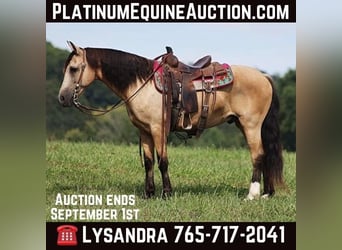 Caballo cuarto de milla, Caballo castrado, 13 años, Buckskin/Bayo, in Brodhead Ky