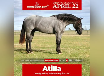 American Quarter Horse, Hengst, 3 Jahre, 157 cm, Roan-Blue, in Gainesville, TX,