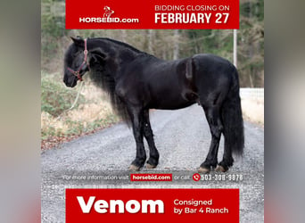 Friesian horses, Gelding, 9 years, Black, in Selah, WA,