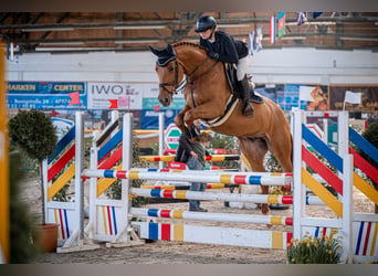 Duits sportpaard, Ruin, 5 Jaar, 169 cm, Vos, in Goch