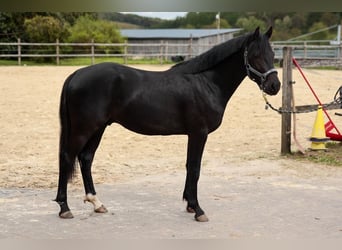Wallach 3 Jahre