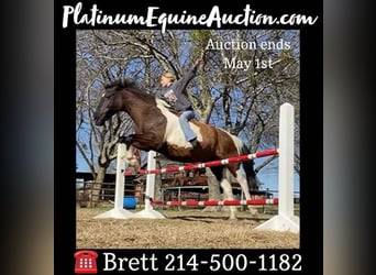 American Quarter Horse, Wałach, 14 lat, 137 cm, Kara, in Grand Saline TX,