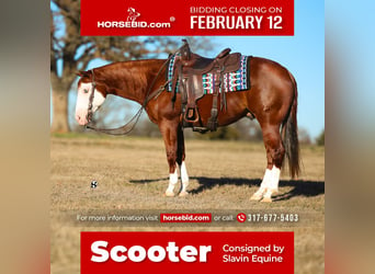 American Quarter Horse, Gelding, 5 years, 14.2 hh, Sorrel, in Whitesboro,