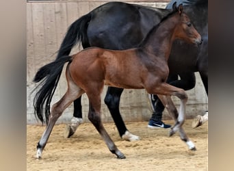 Oldenburg, Stallion, 1 year, 16.2 hh, Bay-Dark, in Rehau,