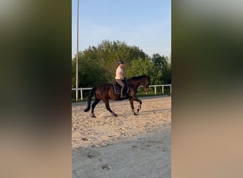 Suche Reitbeteiligung 