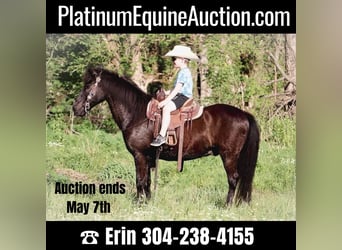 American Quarter Horse, Wallach, 13 Jahre, Rappe, in Hillsboro KY,
