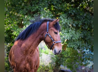 Portugiesisches Sportpferd, Wallach, 6 Jahre, 150 cm, Brauner, in Bruchsal,