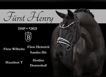 German Sport Horse, Gelding, 3 years, 16.1 hh, Black, in Wehringen,