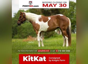 Quarter Pony, Klacz, 8 lat, in Princeton, KY,