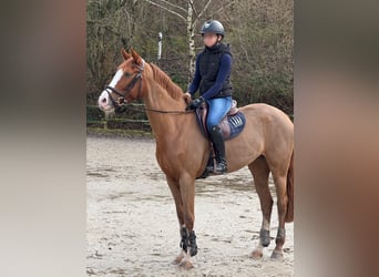 Mare 11 years