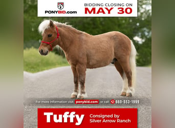 Plus de poneys/petits chevaux, Hongre, 12 Ans, 81 cm, Palomino, in Mount Vernon, MO,