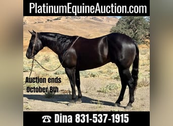 American Quarter Horse, Wallach, 8 Jahre, 152 cm, Rappe, in Paicines CA,