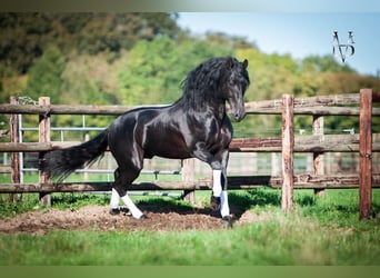 PRE, Stallion, Black, in ORBEC,