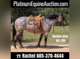 Quarter horse américain, Jument, 11 Ans, 157 cm, Roan-Bay, in Rusk TX,