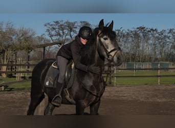 PRE, Hengst, 5 Jaar, 161 cm, kan schimmel zijn, in Polenz