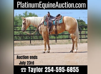 Quarter horse américain, Hongre, 6 Ans, 155 cm, Palomino, in Eastland TX,