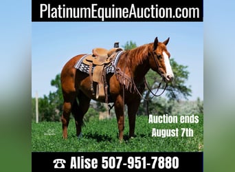 American Quarter Horse, Ruin, 8 Jaar, Roodvos, in Buffalo WY,