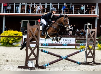 Deutsches Reitpony, Stute, 16 Jahre, 138 cm, Rotbrauner, in Warszawa