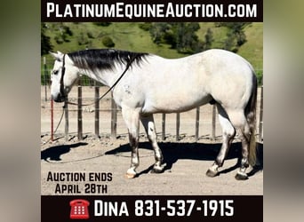 Quarter horse américain, Hongre, 9 Ans, 152 cm, Gris, in Paicines CA,