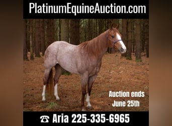 Quarter horse américain, Hongre, 6 Ans, 152 cm, Rouan Rouge, in Baton Rouge LA,