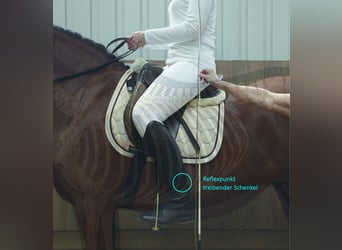 Biomechanisch korrektes Reiten – Reiter/Pferd 21.06.25 auch mit Übernachtung/Reitstunden