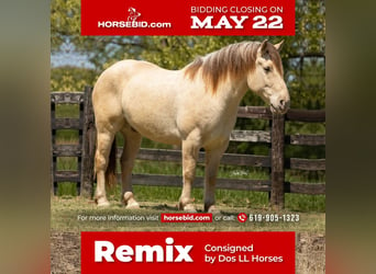 Draft Horse Mix, Gelding, 8 years, 16 hh, Champagne, in Madisonville, KY,