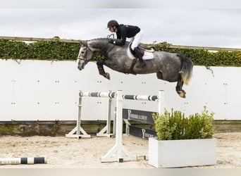 KWPN, Wałach, 5 lat, 163 cm, Siwa, in Waddinxveen