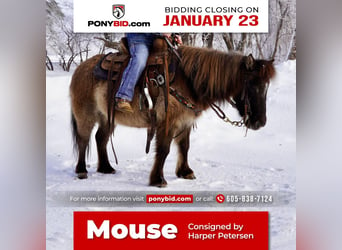Plus de poneys/petits chevaux, Jument, 12 Ans, 89 cm, Grullo, in Valley Springs, SD,